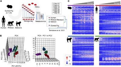 ZOOMICS: Comparative Metabolomics of Red Blood Cells From Guinea Pigs, Humans, and Non-human Primates During Refrigerated Storage for Up to 42 Days